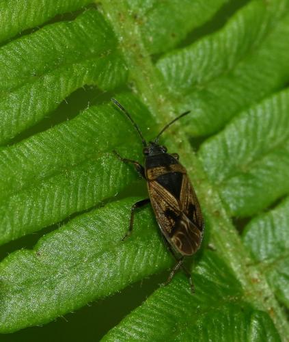Trapezonotus arenarius